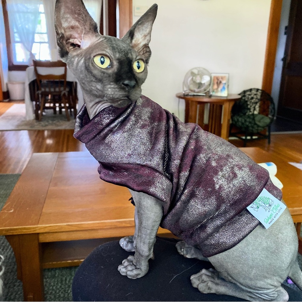 Kitten T-Shirt